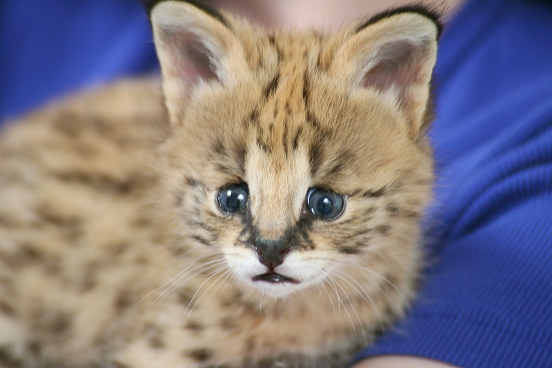 Killikus&reg; Fotographie